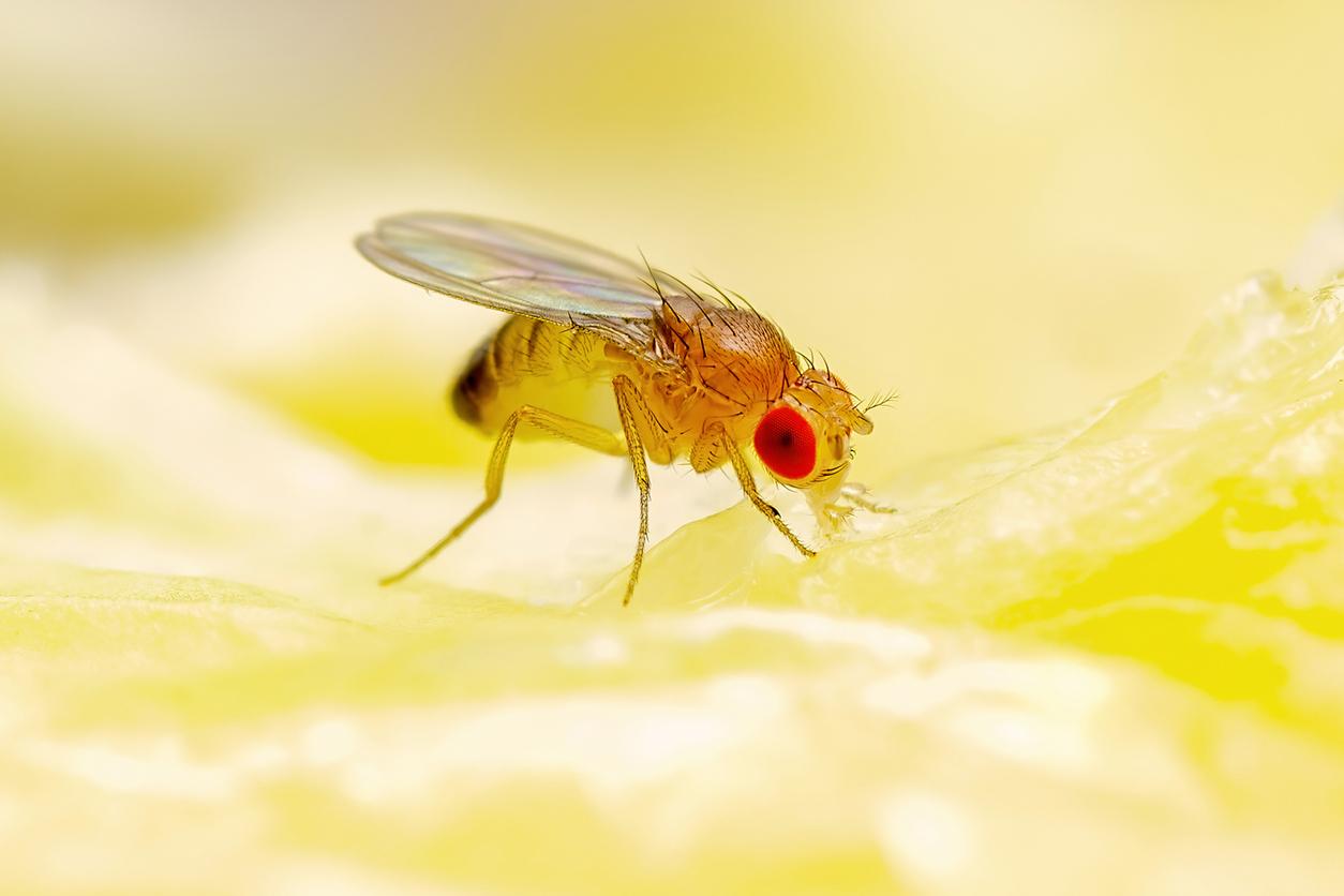 How To Get Rid Of Fruit Flies With Fruit Fly Traps 