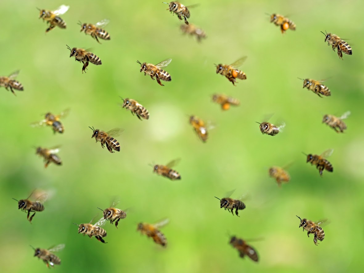 Is That a Honey Bee Hive Around Your Home?